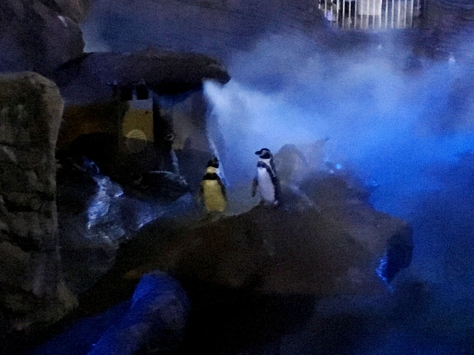 penguin-2