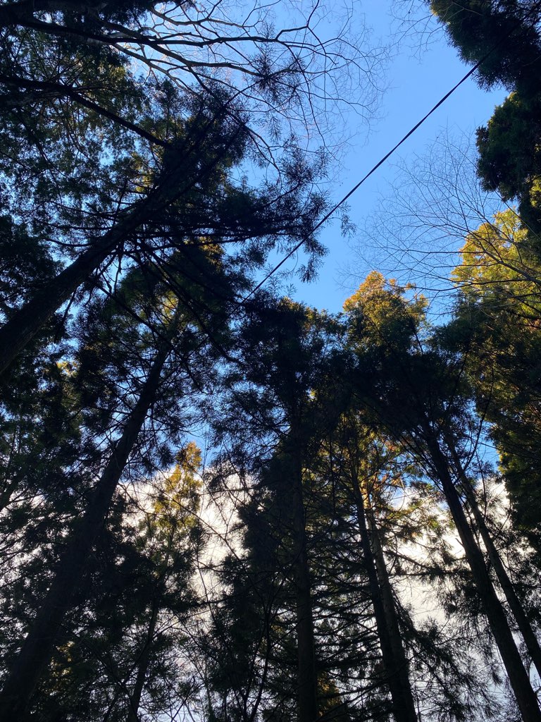 木々に囲まれたかぶとの森テラスのコテージ小